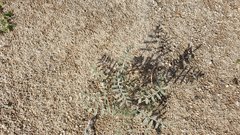Astragalus aridus