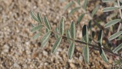Astragalus aridus