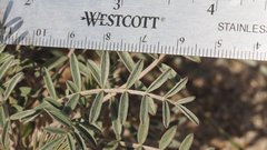 Astragalus aridus
