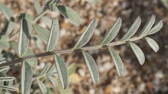 Astragalus aridus