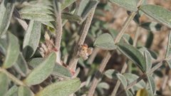 Astragalus aridus
