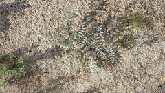 Astragalus aridus