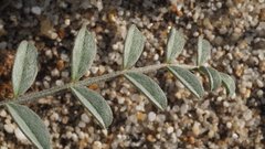 Astragalus aridus