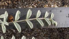 Astragalus aridus