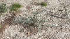 Astragalus aridus