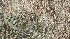 Astragalus aridus