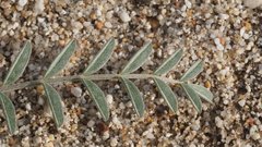 Astragalus aridus
