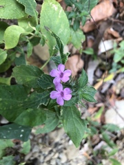 Ruellia inundata
