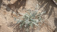 Astragalus aridus