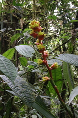 Guzmania weberbaueri