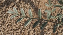 Astragalus aridus