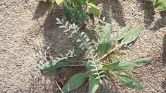 Astragalus aridus