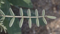 Astragalus aridus