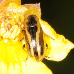 Prasocuris vittata