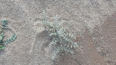 Astragalus aridus