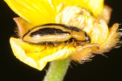 Prasocuris vittata