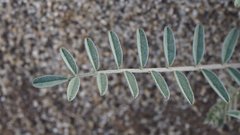 Astragalus aridus