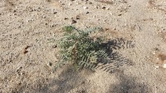 Astragalus aridus