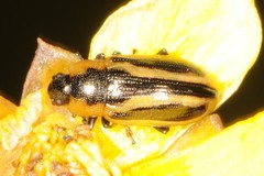 Prasocuris vittata