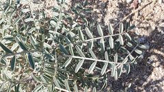 Astragalus aridus
