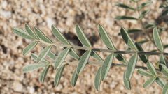 Astragalus aridus