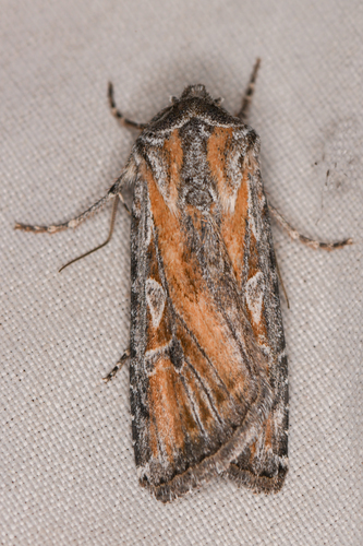 Euxoa pluralis photo 4