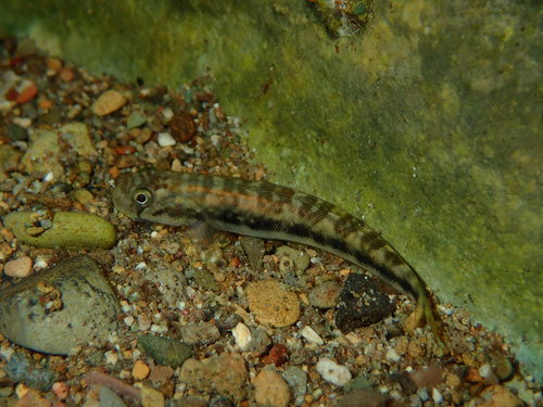 Multispotted Goby
