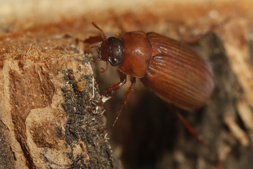 Naktinis Grambuoliukas nuotrauka