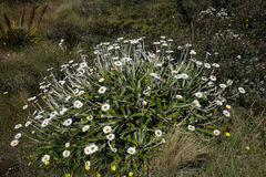 Celmisia spectabilis magnifica