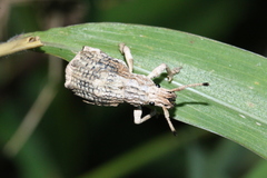 Episomus chinensis