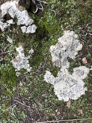 Acarospora nodulosa