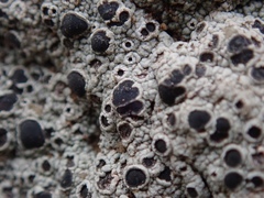 Acarospora nodulosa