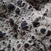 Acarospora nodulosa - Photo (c) Aaron Echols, some rights reserved (CC BY-NC), uploaded by Aaron Echols
