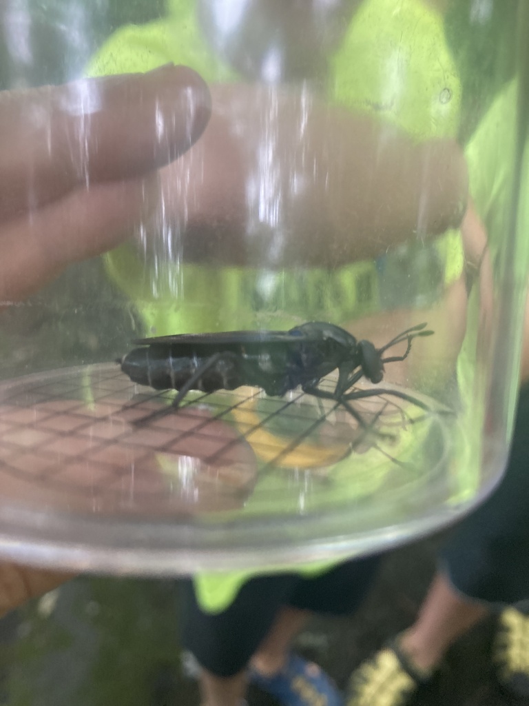 Mydas atratus