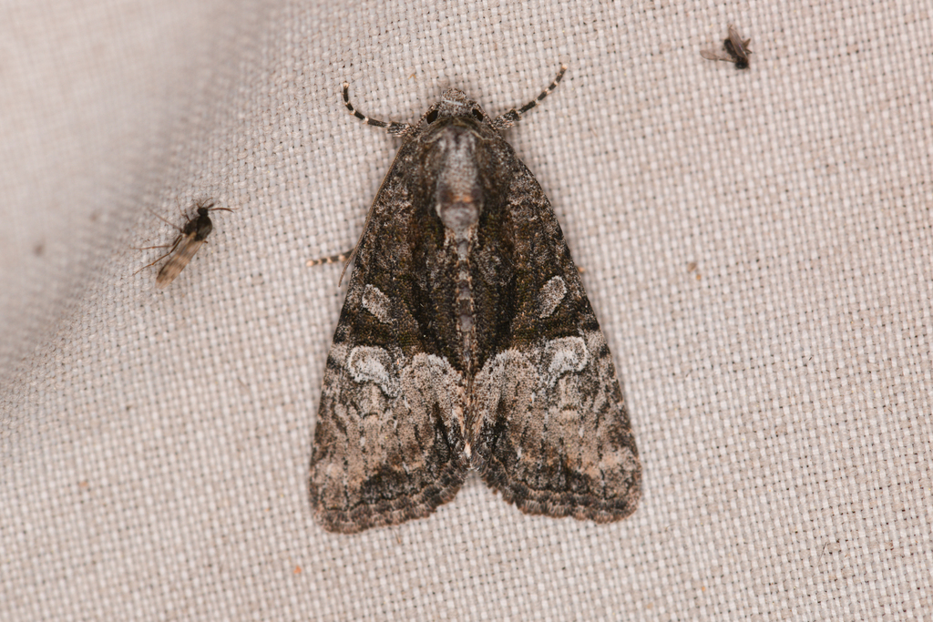 Neoligia invenusta