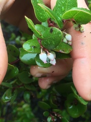 Arctostaphylos nummularia