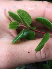 Arctostaphylos nummularia