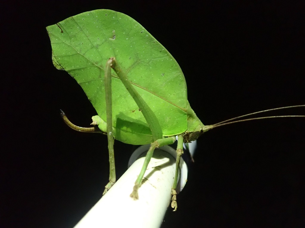Anommatoptera