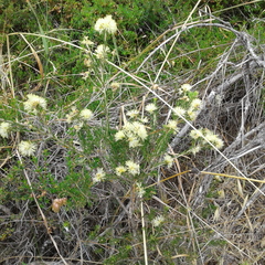 Melaleuca systena