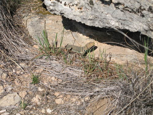 Crotaphytus collaris