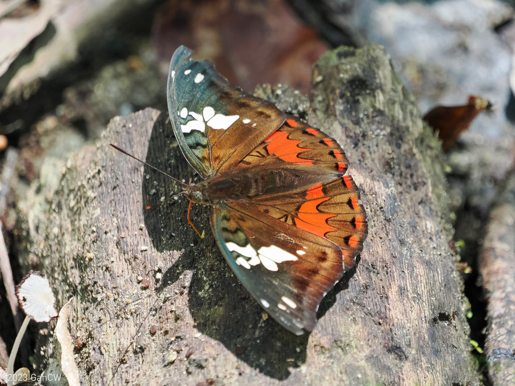 Sulawesi gaudy baron