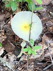 Leucocoprinus fragilissimus image