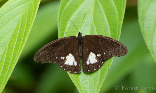 Zethera musa