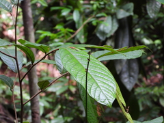 Unonopsis theobromifolia image