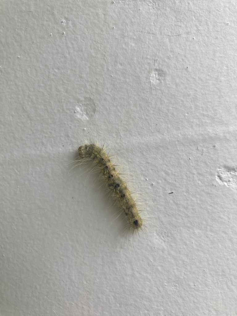 Hackberry Dagger from Rolling Hills County Park, Ypsilanti, MI, US on ...