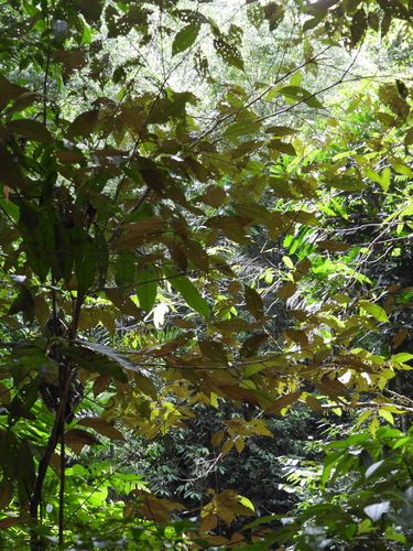 Miconia stevensiana