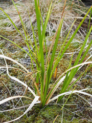 Carex sinclairii