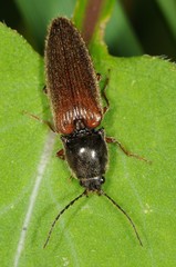 Hemicrepidius