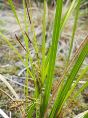 Carex sinclairii