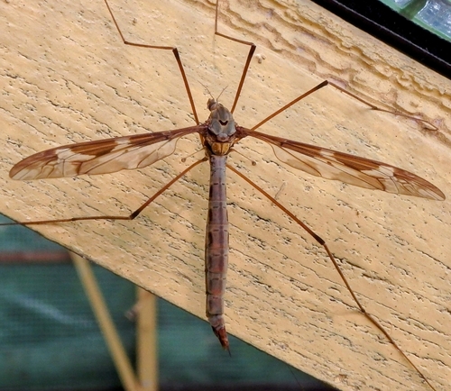 Giant cranefly, 2061 LM Bloemendaal, Netherlands, photo 10 of 10